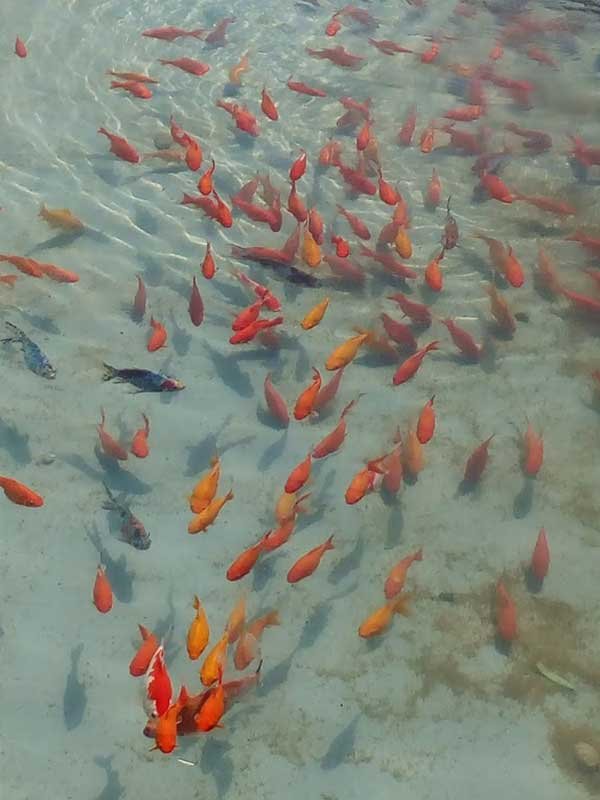 Parque Central de Torrejón