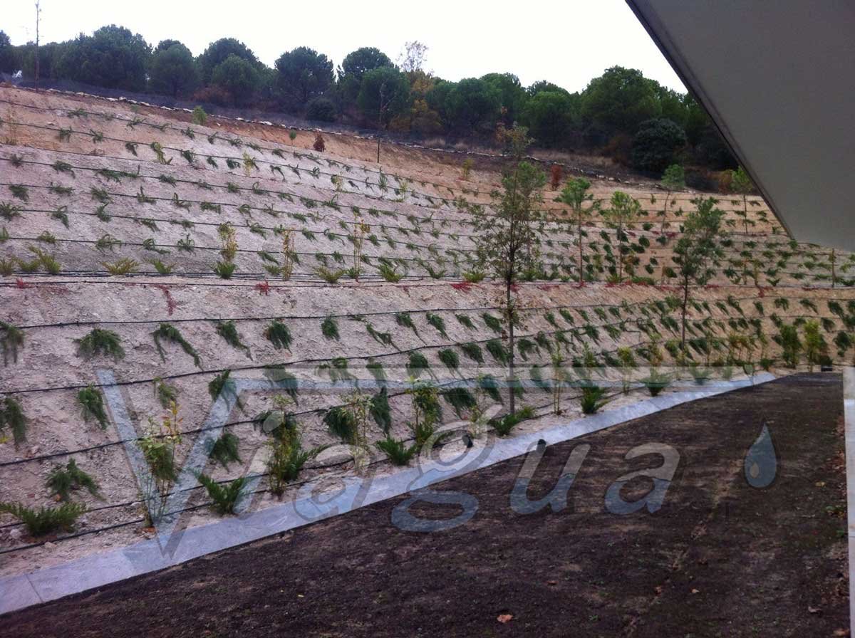 Plantación en Bodega