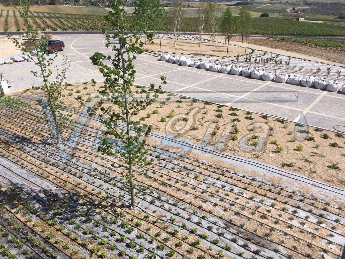 Plantación en Bodega